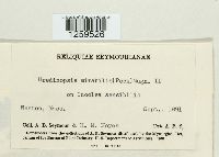 Uredinopsis americana image