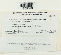 Uredinopsis osmundae image