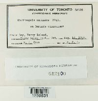 Uredinopsis osmundae image