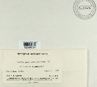 Uredinopsis osmundae image