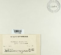 Uredinopsis osmundae image