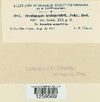 Milesina scolopendrii image