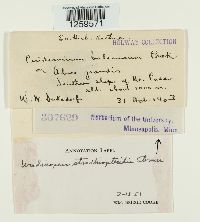 Uredinopsis struthiopteridis image