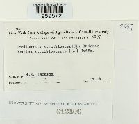 Uredinopsis struthiopteridis image