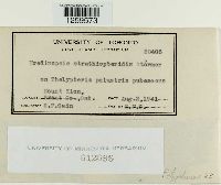 Uredinopsis struthiopteridis image