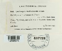 Uredinopsis struthiopteridis image