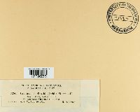 Uredinopsis struthiopteridis image