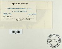 Uredinopsis struthiopteridis image