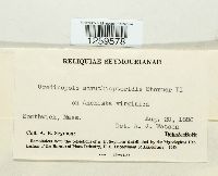 Uredinopsis struthiopteridis image