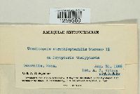 Uredinopsis struthiopteridis image