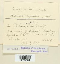 Uredinopsis struthiopteridis image