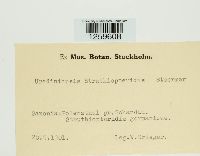 Uredinopsis struthiopteridis image