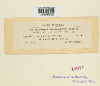 Uredinopsis struthiopteridis image