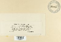 Uredinopsis struthiopteridis image