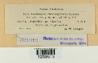 Uredinopsis struthiopteridis image