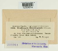 Uredinopsis struthiopteridis image