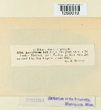 Uredo ariae image