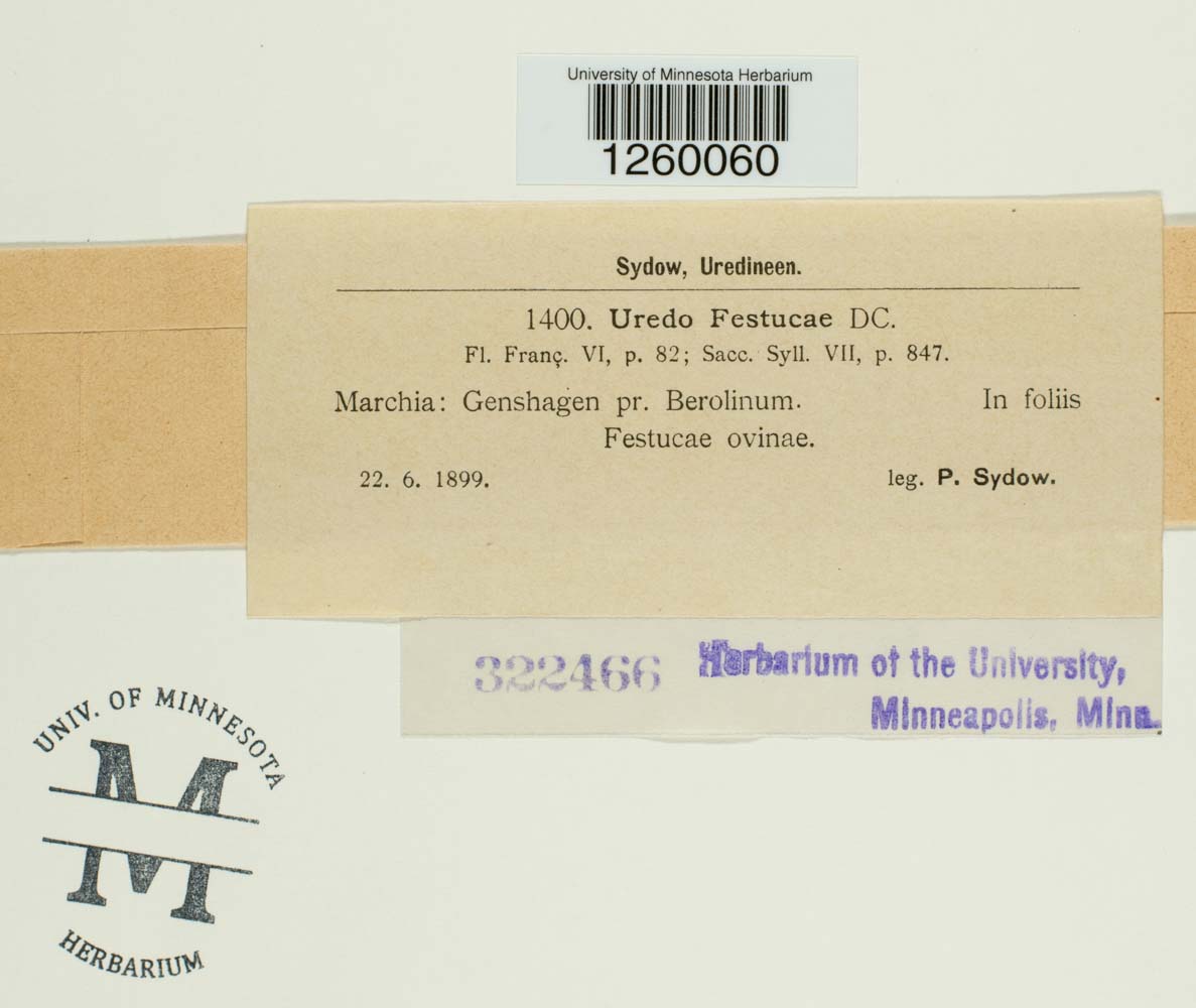 Uredo festucae image