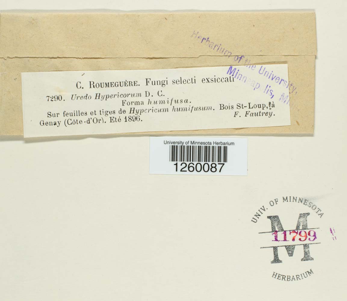 Uredo hypericorum image