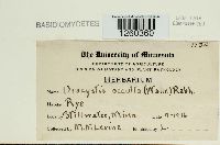 Urocystis occulta image