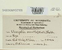 Urocystis occulta image