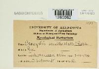 Urocystis occulta image