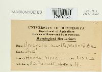 Urocystis occulta image