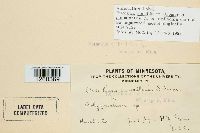 Uromyces acuminatus image