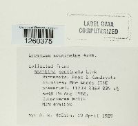 Uromyces acuminatus image