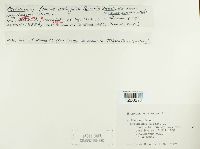 Uromyces acuminatus image