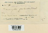 Uromyces albus image