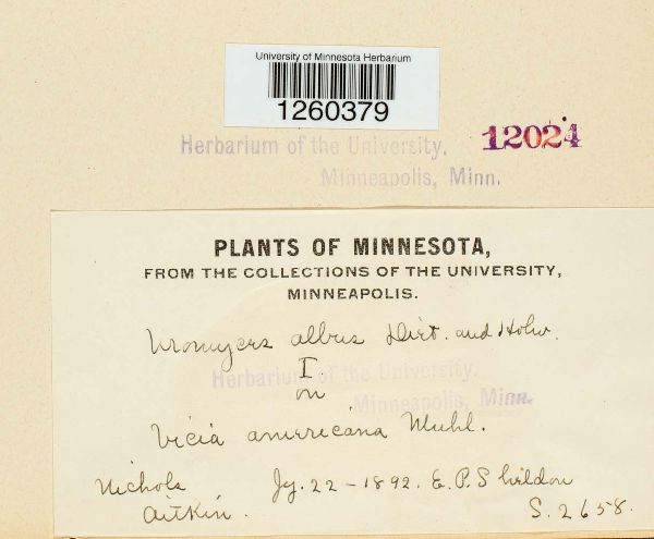 Uromyces albus image