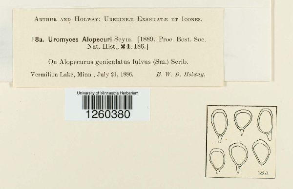 Uromyces alopecuri image