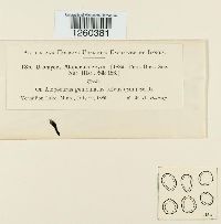 Uromyces alopecuri image