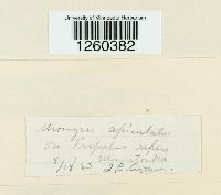 Media resource of Puccinia acetosae