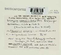 Phragmidium americanum image