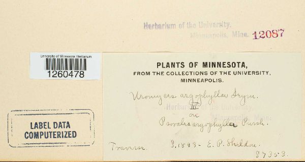 Uromyces argophyllae image