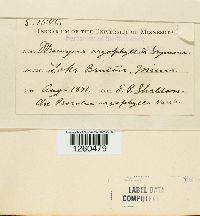 Uromyces argophyllae image