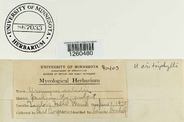 Uromyces ari-triphylli image