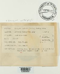 Uromyces ari-triphylli image