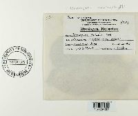 Uromyces caladii image