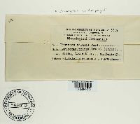 Uromyces ari-triphylli image