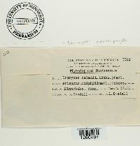 Uromyces ari-triphylli image