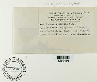 Uromyces caladii image