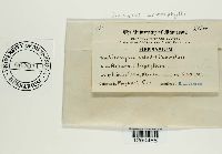 Uromyces ari-triphylli image