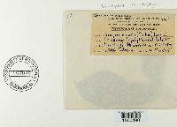 Uromyces caladii image