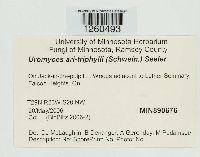 Uromyces ari-triphylli image