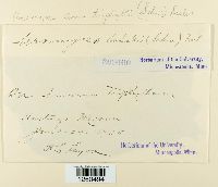 Uromyces ari-triphylli image