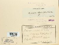 Uromyces ari-triphylli image