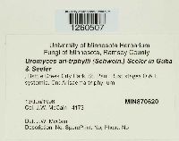 Uromyces ari-triphylli image